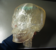 頭蓋骨モデル 光造形画像06